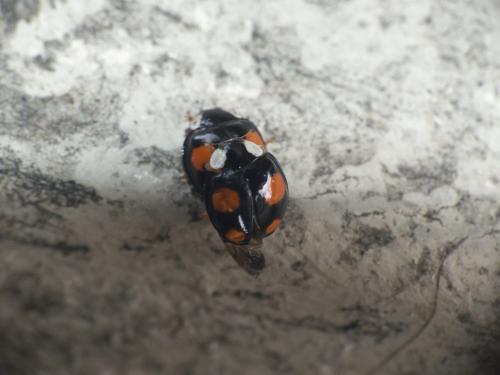 Harmonia axyridis